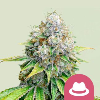OG Kush feminisierte Samen