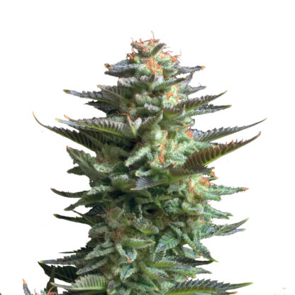 Amnesia Haze – Bild 2