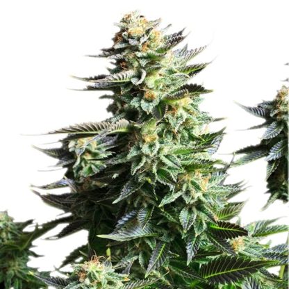 Amnesia Haze – Bild 3