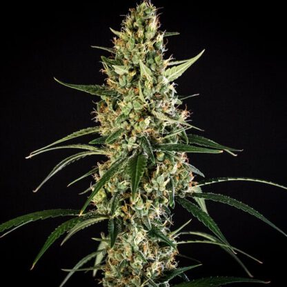 HulkBerry Auto – Bild 2