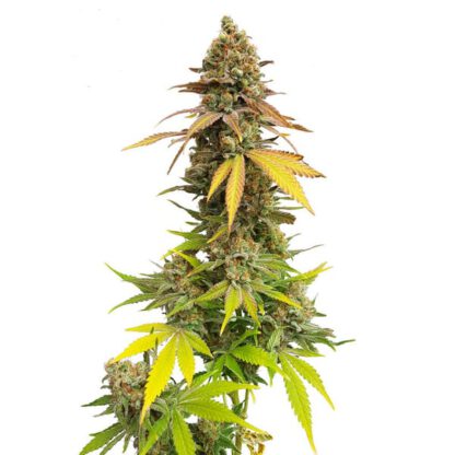 Special Queen 1 – Bild 3