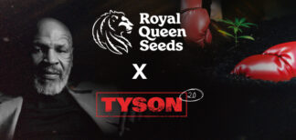 Tyson 2.0 Cannabis Samen - Baue an wie Mike